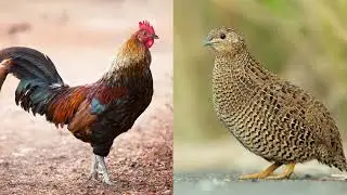 Chicken Vs Quail | Poultry | Differences