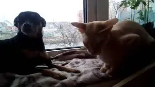 HOW A CAT BEAT A DOG
