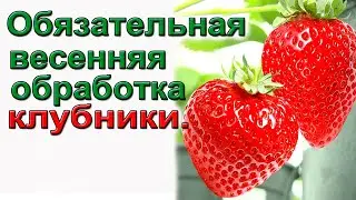 Обязательные весенние обработки клубники. От всех вредителей и болезней.