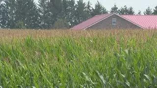 What is corn sweat and how is it adding to muggy, humid Midwestern temperatures