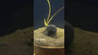 Lotus seed growing underwater #timelapse