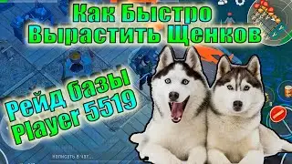 КАК БЫСТРО ВЫРАСТИТЬ ЩЕНКОВ ЛАСТ ДЕЙ ЗАДАНИЕ РЕЙДЕРОВ! РЕЙД БАЗЫ PLAYER 5519! LDOE PLAYER5519