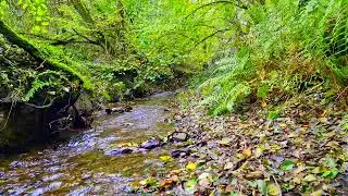 The relaxation sound of a stream against stress || The calming sound of a stream for relaxation