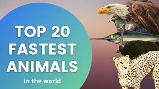 Top 20 Fastest Animals in the World | With Top Speed