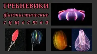 ГРЕБНЕВИКИ - Фантастические существа