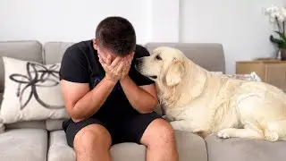 Golden Retriever Reaction to Me Crying [Cutest Video Ever]