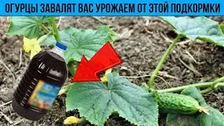 От этой подкормки ОГУРЦЫ завалят вас урожаем Как получить ранний урожай хрустящих ЗЕЛЕНЦОВ