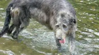 Irish Wolfhound-Tropické odpoledne sourozenců Stadlewood v Paskově 8/2009