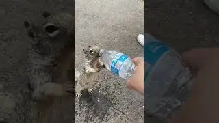 Thirsty Squirrel Begs For Water From Human 💧💦