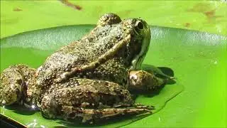 Flora y fauna en el Jardín Botánico de Madrid. 16-6-2018