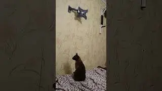 Нереальный испуг тайского кота))) Ржака!!!  Смешные коты видео Приколы с котами