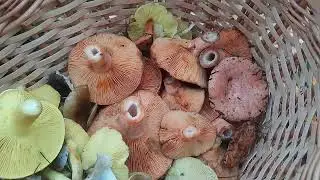 Царские грибы рыжики в лесу. Грибник, будь готов. Беларусь.