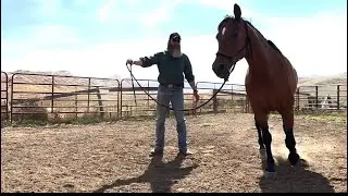 Philosophy Of Lunging Your Horse Part 1