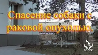 Спасение собаки с раковой опухолью