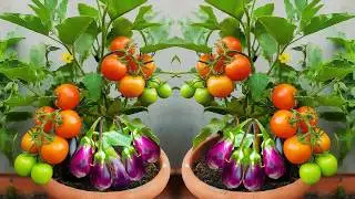 🌿How to Grow Tomatoes and Eggplant on the Same plant🍆🍅Grafting Tomato and Eggplant on the Same plant