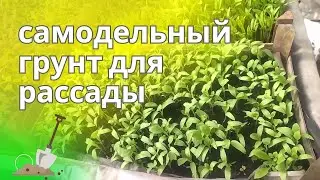 Грунт для рассады, какой лучше - покупной или самодельный.