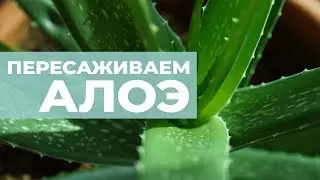 Как пересадить алоэ. Рассаживаем деток алоэ-вера