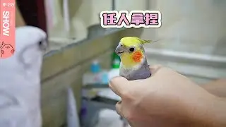 养了只爱装聋的小鸟是种怎么样的体验！【马可波罗show】