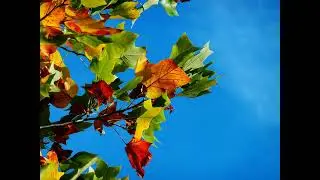 From green to gold: Why some leaves change color in the fall