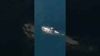 Orca snatches a bird from below! #orca #nature