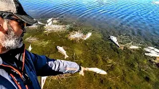 DEAD FISH Everywhere! DEVASTATION in the Louisiana Marsh!