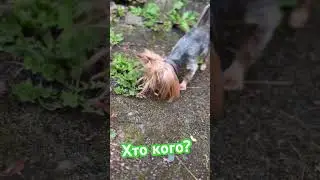 Йорк проти жука