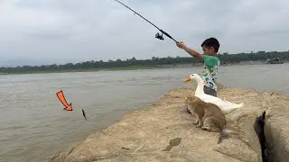 Ducks and cats followed me to go fishing.The fish is too big to eat!duck got angry and drove me away