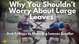 5 Ways to Make Big Leaves Smaller - Deciduous Bonsai Podcast Episode 3