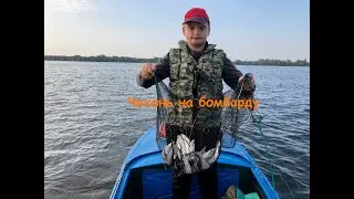 Чехонь на бомбарду осень 2020
