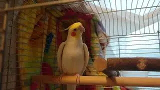 【オカメインコ】リリィちゃんの歌とダンス　〜りりちゃん音頭〜