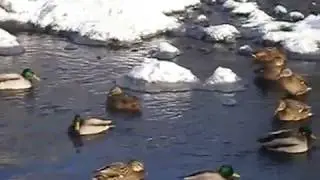 Утки в городе.