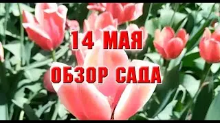 14 мая.  Обзор сада