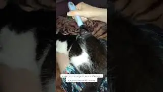 #youtube #cat #ukraine #catlover #влог #cute #кіт #чемнийкіт