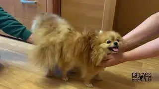 Вязка собак породы померанский шпиц / Коротышки-молодожены / Mating dogs by Pomeranian Zwergspitz