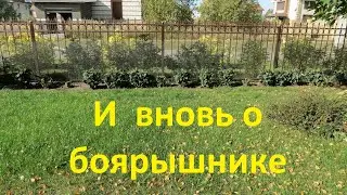 Вся правда о живой изгороди из боярышника. Часть 2 | Про Сад с Любовью