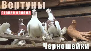 Старая дедовская порода - Вертуны. Черношейки. В гостях у Виктора.