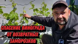 Как уберечь виноград от весенних заморозков?