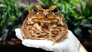 Creating Paradise for the World’s Most Hated Toad (Cane Toad Vivarium)