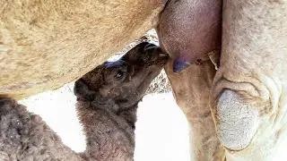 The baby camel is drinking milk ||Camel Milking || Milk Taste drinking || Camel Baby ||Camel By Thar