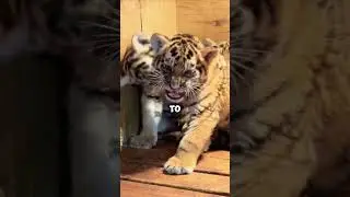 Tigers being raised by monkey. #healing #shortvideo #love #unbelievable #monkey #tiger #shorts