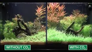 JBL’s planted aquarium comparison video with and without the addition of CO2