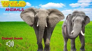 ELEPHANT SOUNDS - Elephant Sound Effects For Kids