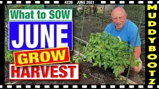 🌻239 🌻 WHAT TO SOW IN JUNE 🌻 WHAT TO PLANT IN JUNE 🌻