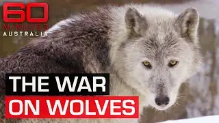 Controversial calls to cull majestic grey wolves | 60 Minutes Australia