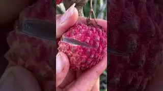 Beautiful nature life 🥰🥰 | Harvesting fruits | how to grow lychee seeds | The Nature |#shorts #fruit