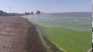 Вода в Киевском водохранилище | Киевское водохранилище | Цветущая вода в Днепре