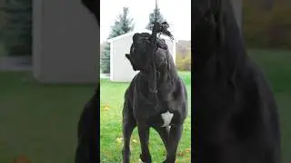 Top 5 most popular and dangerous 🦮dog breed in the world🌏❤️ || #shorts