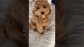 Обзор на той-пуделя🐶🐩😁