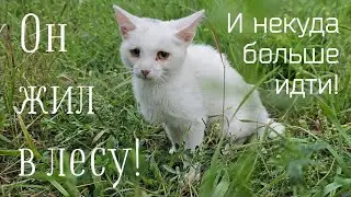 💔Котёнок полз на дорогу к людям просить еду/он жил в лесу и некуда больше идти/help save the kitten