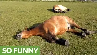 Sleeping horse caught snoring loudly